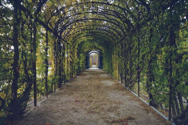 Dahliaen, sommer i din pære